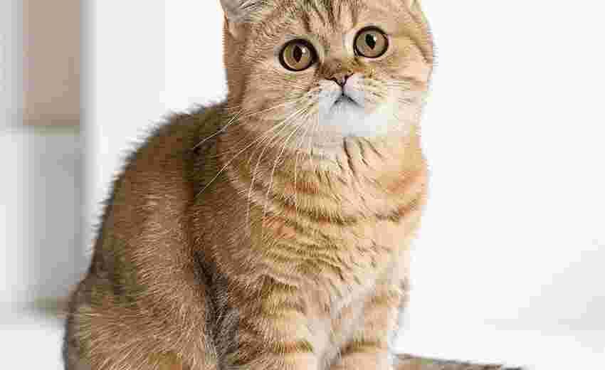 帝国CMS调用栏目内容时出现空白如何排查 帝国CMS调用栏目内容时出现空白如何排查