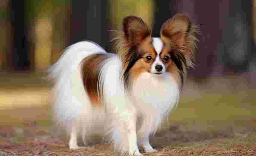 论坛首页模块权限分配不当会导致哪些安全问题